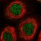 Tetratricopeptide Repeat Domain 12 antibody, HPA038543, Atlas Antibodies, Immunofluorescence image 