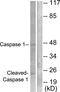 Caspase 1 antibody, PA5-38099, Invitrogen Antibodies, Western Blot image 