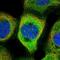 Cytosolic Fe-S cluster assembly factor NARFL antibody, NBP1-83611, Novus Biologicals, Immunofluorescence image 