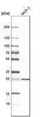 Suppressor Of IKBKE 1 antibody, HPA024177, Atlas Antibodies, Western Blot image 