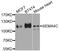 Semaphorin 4C antibody, PA5-76357, Invitrogen Antibodies, Western Blot image 