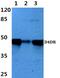 Dopamine Receptor D4 antibody, PA5-75405, Invitrogen Antibodies, Western Blot image 