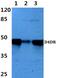 D(4) dopamine receptor antibody, PA5-75405, Invitrogen Antibodies, Western Blot image 