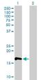 Ras Homolog Family Member F, Filopodia Associated antibody, H00054509-B01P, Novus Biologicals, Western Blot image 