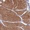 PHD Finger Protein 21A antibody, NBP1-92262, Novus Biologicals, Immunohistochemistry frozen image 