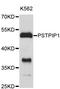 Proline-Serine-Threonine Phosphatase Interacting Protein 1 antibody, STJ25194, St John