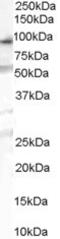 Oxysterol Binding Protein Like 10 antibody, LS-C55216, Lifespan Biosciences, Western Blot image 