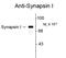 Synapsin I antibody, GTX82593, GeneTex, Western Blot image 