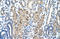 Nicotinamide Phosphoribosyltransferase antibody, orb324988, Biorbyt, Immunohistochemistry paraffin image 