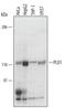 Phospholipase D1 antibody, AF5615, R&D Systems, Western Blot image 