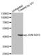 Jun Proto-Oncogene, AP-1 Transcription Factor Subunit antibody, abx000178, Abbexa, Western Blot image 