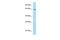 U-Box Domain Containing 5 antibody, PA5-69217, Invitrogen Antibodies, Western Blot image 