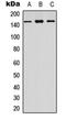 Cathepsin C antibody, orb234786, Biorbyt, Western Blot image 