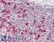Prothymosin Alpha antibody, LS-B7369, Lifespan Biosciences, Immunohistochemistry frozen image 
