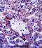 NAD Kinase 2, Mitochondrial antibody, abx027617, Abbexa, Immunohistochemistry frozen image 