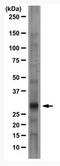 PRP antibody, AM01216PU-N, Origene, Western Blot image 