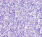 Myosin IG antibody, orb43686, Biorbyt, Immunohistochemistry paraffin image 