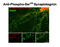 Synaptotagmin 1 antibody, GTX82583, GeneTex, Immunohistochemistry frozen image 