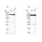 Alanyl-TRNA Synthetase antibody, NBP2-58166, Novus Biologicals, Western Blot image 