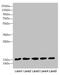 Cytosolic Iron-Sulfur Assembly Component 2B antibody, LS-C675739, Lifespan Biosciences, Western Blot image 