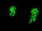 HSPA9 antibody, M02561-1, Boster Biological Technology, Immunofluorescence image 