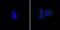 Cadherin 1 antibody, MA5-11496, Invitrogen Antibodies, Immunofluorescence image 