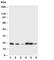 Signal Sequence Receptor Subunit 3 antibody, R30894, NSJ Bioreagents, Western Blot image 