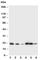 Translocon-associated protein subunit gamma antibody, R30894, NSJ Bioreagents, Western Blot image 