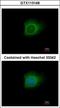 Caspase 10 antibody, GTX113148, GeneTex, Immunocytochemistry image 