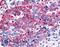 Gamma-Aminobutyric Acid Type B Receptor Subunit 1 antibody, LS-A5270, Lifespan Biosciences, Immunohistochemistry paraffin image 