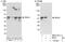 Ring Finger Protein 1 antibody, NBP2-04111, Novus Biologicals, Immunoprecipitation image 