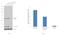 Cyclin A2 antibody, PA5-34682, Invitrogen Antibodies, Western Blot image 