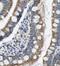 Vesicle Associated Membrane Protein 7 antibody, FNab09364, FineTest, Immunohistochemistry frozen image 