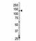 Erb-B2 Receptor Tyrosine Kinase 4 antibody, F50604-0.4ML, NSJ Bioreagents, Western Blot image 