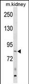 Rho Guanine Nucleotide Exchange Factor 16 antibody, PA5-72143, Invitrogen Antibodies, Western Blot image 