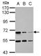 Serine Peptidase Inhibitor, Kunitz Type 1 antibody, NBP2-16819, Novus Biologicals, Western Blot image 