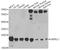 GrpE Like 1, Mitochondrial antibody, A4999, ABclonal Technology, Western Blot image 