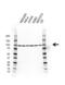 KPNB1 antibody, VMA00612, Bio-Rad (formerly AbD Serotec) , Western Blot image 