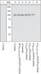 Insulin Receptor antibody, 44-806G, Invitrogen Antibodies, Western Blot image 