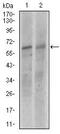 Kelch Like ECH Associated Protein 1 antibody, MA5-17106, Invitrogen Antibodies, Western Blot image 