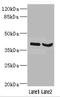 Homeobox D10 antibody, LS-C675872, Lifespan Biosciences, Western Blot image 