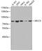 X-Ray Repair Cross Complementing 5 antibody, 13-313, ProSci, Western Blot image 