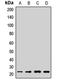 Interleukin 17C antibody, orb411809, Biorbyt, Western Blot image 