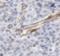 SEK1 antibody, FNab05115, FineTest, Immunohistochemistry frozen image 