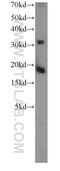 TSC22 Domain Family Member 1 antibody, 10214-1-Ig, Proteintech Group, Western Blot image 