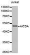Activation Induced Cytidine Deaminase antibody, MBS125279, MyBioSource, Western Blot image 