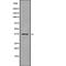 Taste 2 Receptor Member 30 antibody, PA5-67773, Invitrogen Antibodies, Western Blot image 