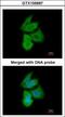 Phosphofructokinase, Liver Type antibody, GTX105697, GeneTex, Immunocytochemistry image 