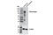 Plasminogen antibody, 12657S, Cell Signaling Technology, Western Blot image 