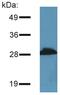Proline Rich 7, Synaptic antibody, GTX79873, GeneTex, Western Blot image 